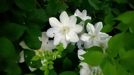 Großblumige-Clematis-In-Weißen-Büscheln-Mit-Grünen-Blättern