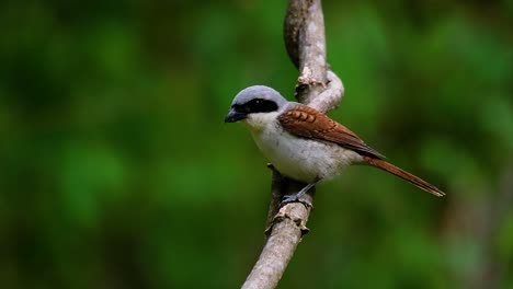 Der-Tigerwürger-Hat-Seinen-Namen-Von-Dem-Tigerähnlichen-Muster-Auf-Seinen-Federn,-Da-Er-Auch-Ein-Raubtier-Eines-Vogels-Ist,-Der-Sich-Von-Insekten,-Sehr-Kleinen-Säugetieren-Und-Sogar-Vögeln-Seiner-Größe-Ernährt