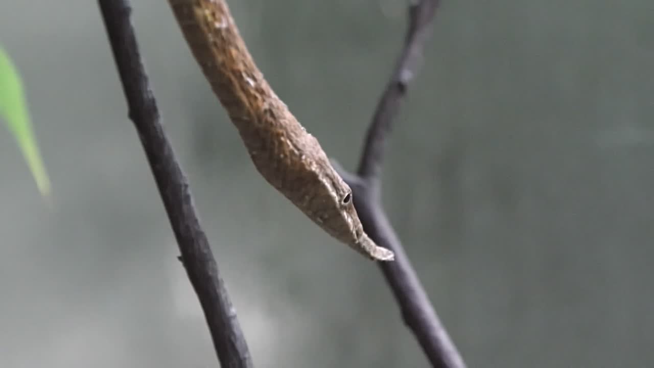 serpiente de nariz de hoja malgache deslizándose desde una rama de árbol