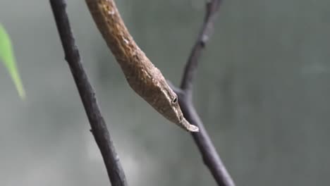 malagasy leaf-nosed snake gliding from a branch of tree