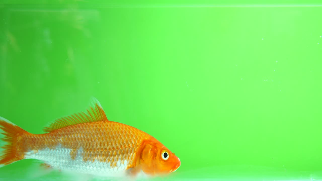 크로마 키에 수영하는 의 다채로운