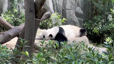 Broll-Enthüllt-Eine-Aufnahme-Eines-Faulen-Riesenpandas,-Ailuropoda-Melanoleuca,-Der-An-Einem-Entspannten-Nachmittag-In-Seinem-Lebensraum-Mit-Grünen-Blättern-Im-Vordergrund-Im-Zoo-Von-Singapur,-Mandai-Wildlife-Reserve,-Auf-Dem-Bauch-Schläft