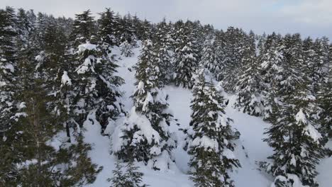 Forest-Winter-Drone-View