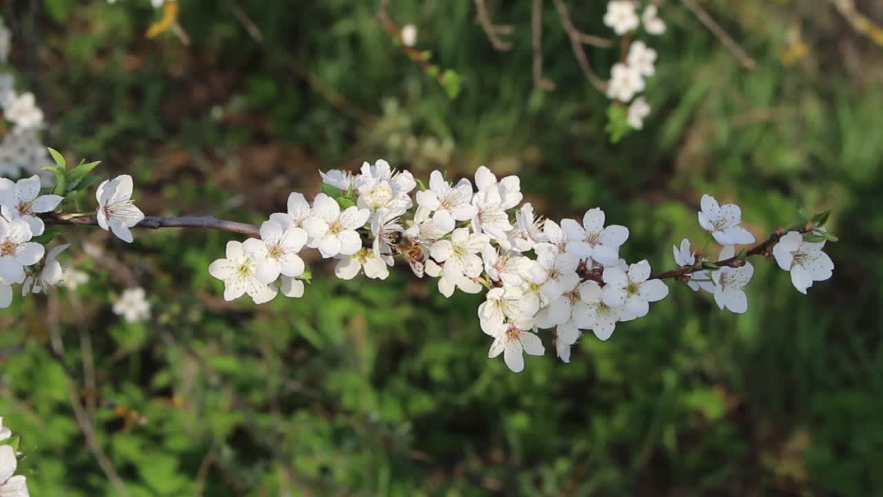 Honey bee on the bloom collecting nectar