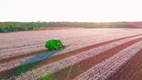 Beautiful-Orbiting-aerial-of-green-combine-machinery-on-a-cotton-field-at-sunset