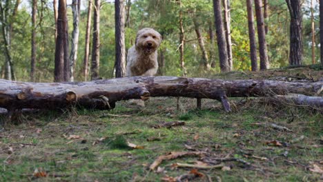 zeitlupenaufnahme eines goldendoodle-hundes, der im herbst über einen baumstamm mitten im wald springt