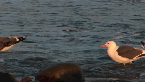 Panningshot-of-seagulls-on-an-ocean-beach