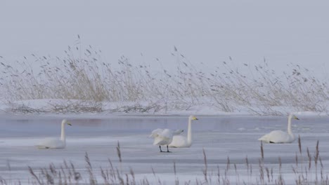 cisnes que se relajan en el hielo después del vuelo