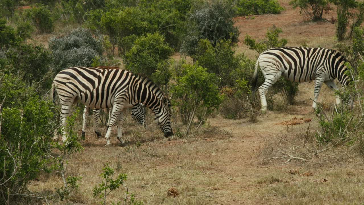2 Zebra's looking and walking around in African nature reserve