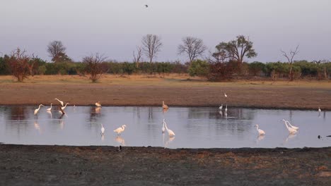 Extreme-Weite-Aufnahme-Verschiedener-Vögel,-Die-Sich-Ein-Wasserloch-Teilen,-Khwai-Botswana