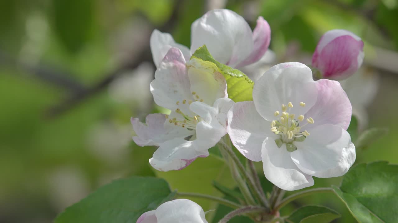 Close up of apple tree blossoms on a beautiful and sunny day in spring