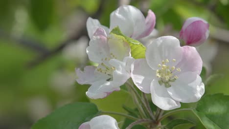 close up of apple tree blossoms on a beautiful and sunny day in spring