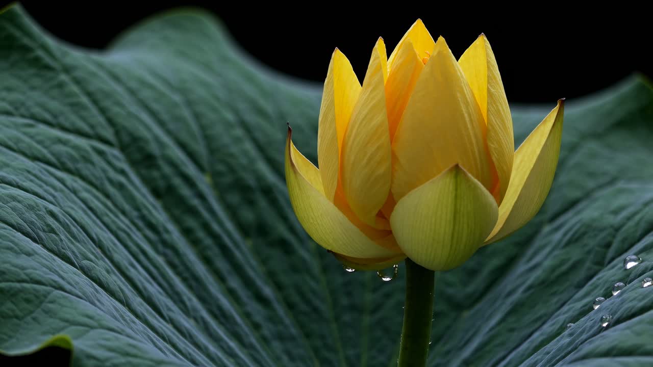 Close-up video of a lotus bud with dewdrops, captured from a low angle, highlighting the delicate