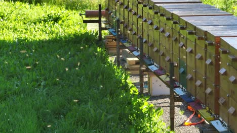 Flying-swarm-of-bees-in-front-of-bee-hive-crates-of-a-beekeeper