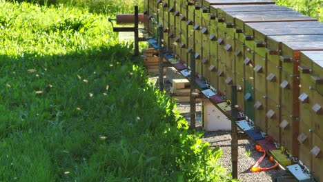 enjambre volador de abejas frente a cajas de colmena de abejas de un apicultor