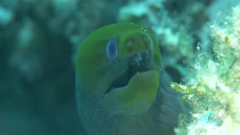 una hermosa anguila morena verde con ojos burbujeantes