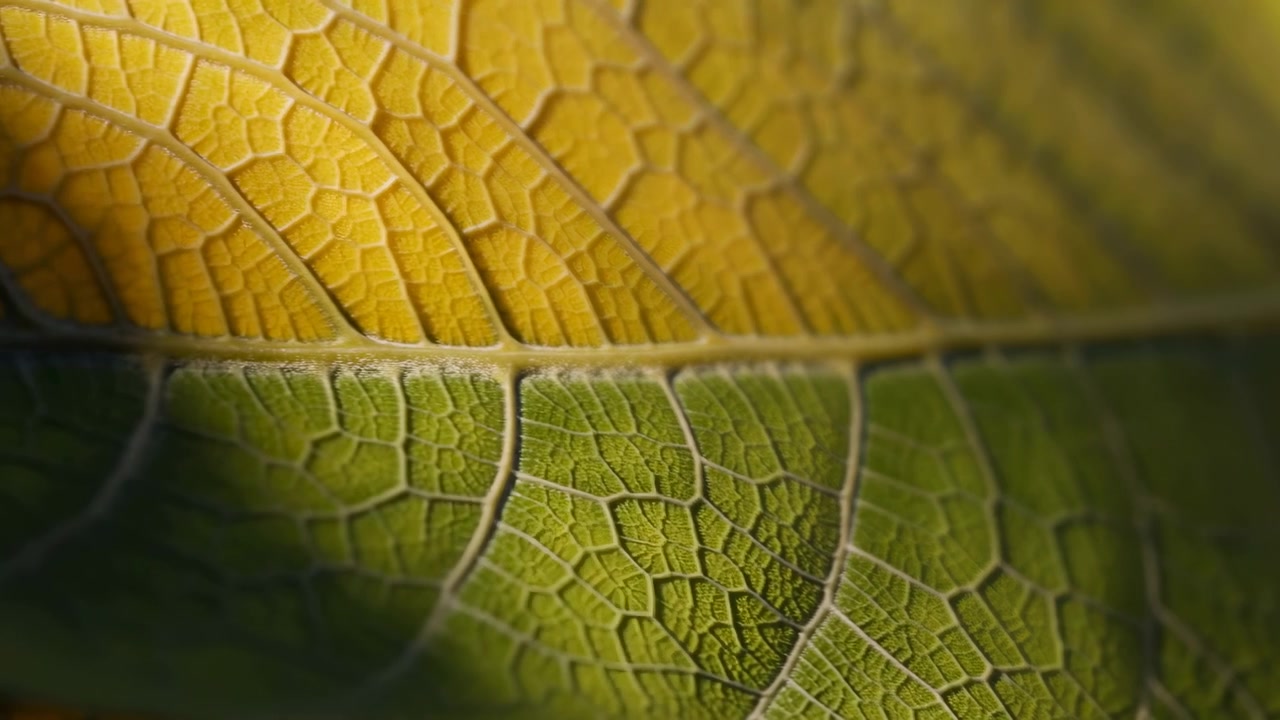 Detailed close-up of a green leaf with yellow highlights, showing an intricate network of veins and delicate natural texture under soft warm light against a