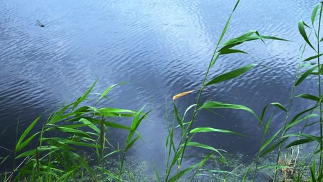 serene waterside scene featuring lush green reeds and tranquil reflective surface of calm blue water under soft overcast sky