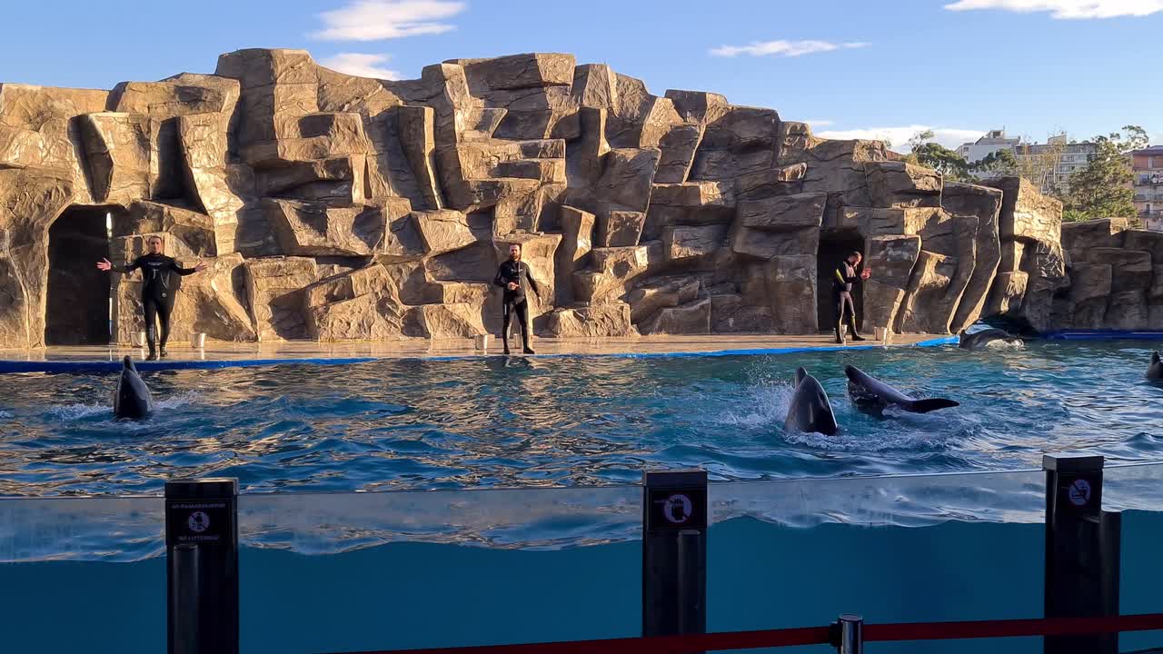 Dolphin show how they can spin around in water