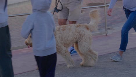 Perro-Lanudo-Paseado-Por-Su-Dueño