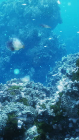 beautiful underwater coral reef