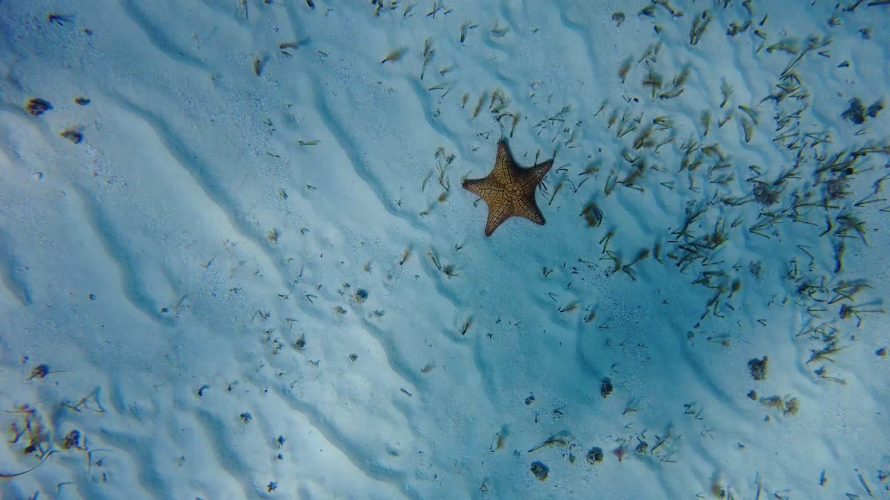 Os detalhes delicados e intrincados de uma estrela-do-mar fascinante, revelando suas cores vibrantes e características únicas Cozumel, México