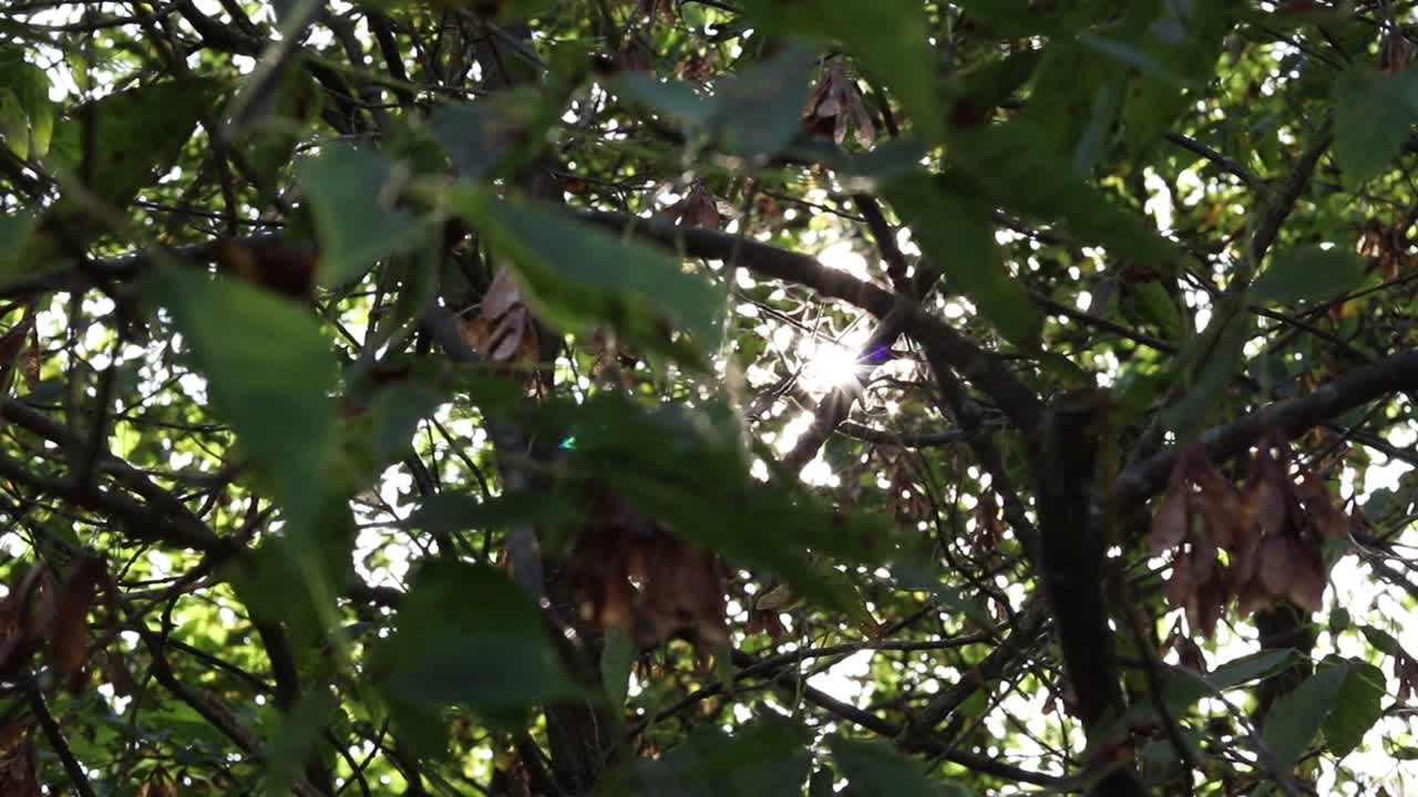 Sun glimmering through the green leaves and trees