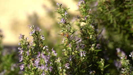 Abeja-Recogiendo-Polen-De-Una-Flor-De-Romero