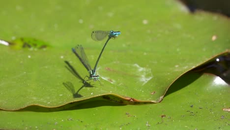 close up showing couple of dragonflies during pairing on water lilies in nature