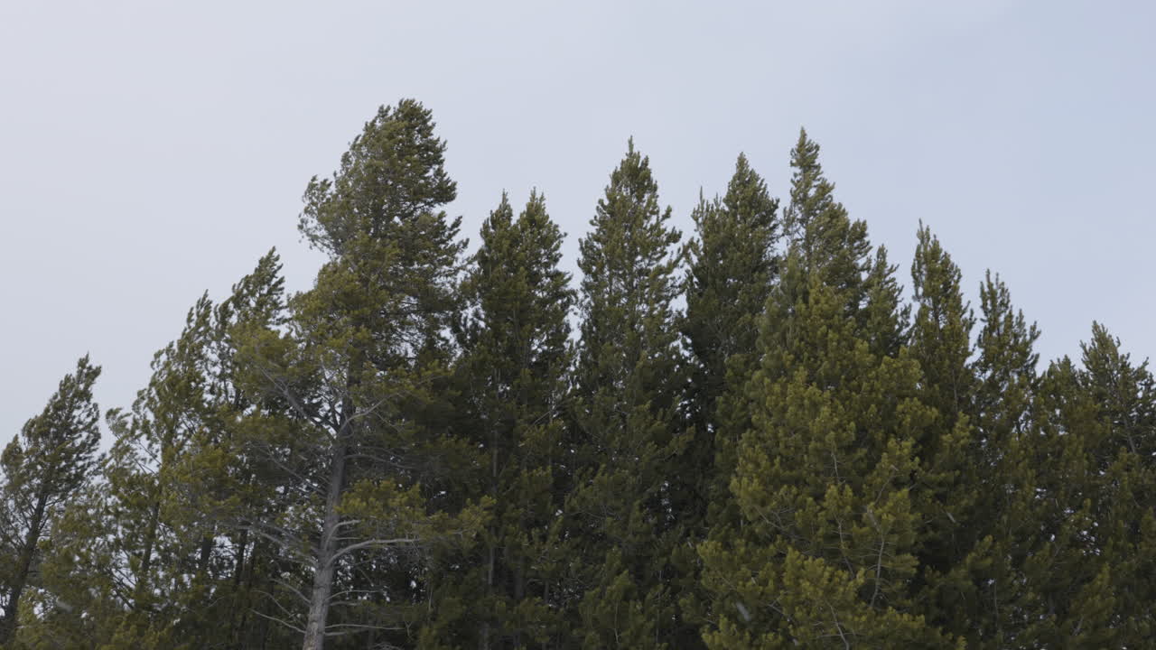 Large conifer trees blowing in a strong wind. Shot in 4K 60fps