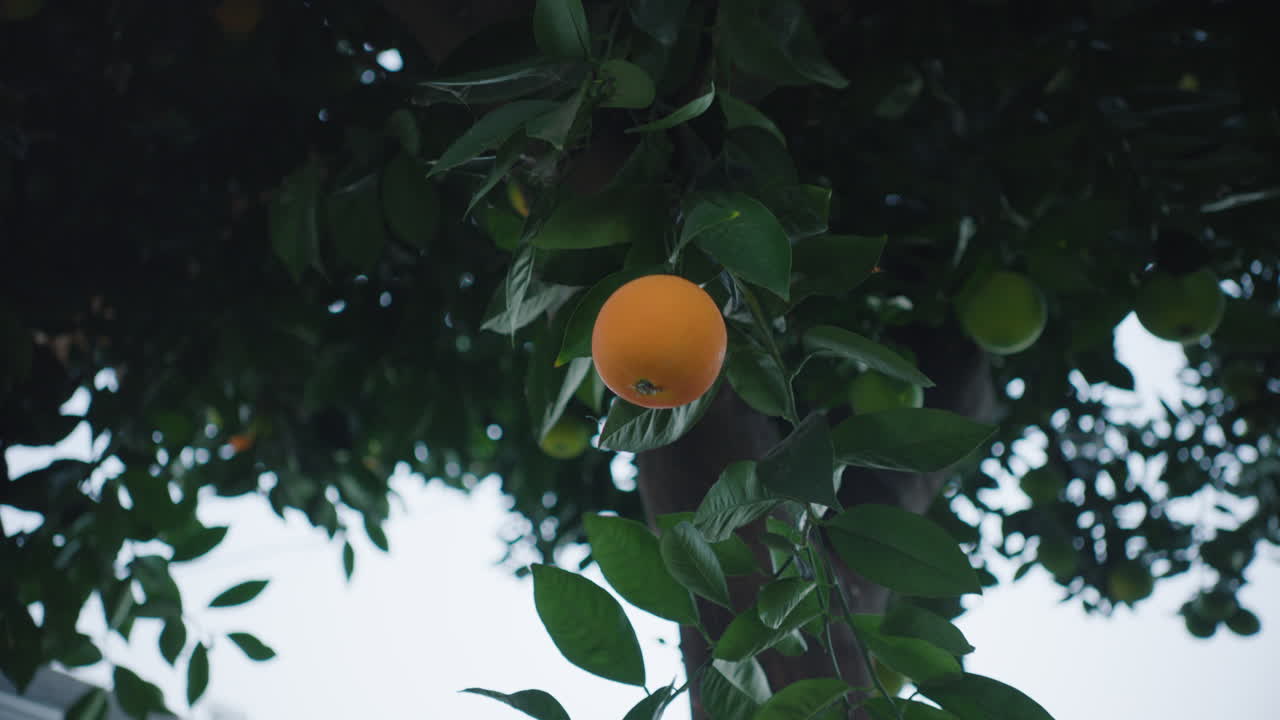la mano se extiende para tocar naranja madura colgando de un árbol durante el día
