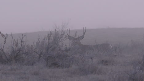 Tiro-épico-De-Ciervo-Mula-En-La-Niebla