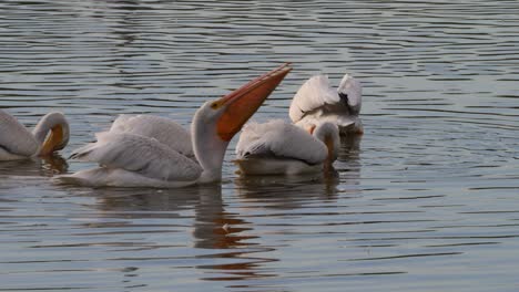 grupo de pelícanos alimentándose en las aguas de las reservas de arizona