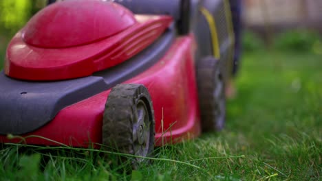 garden work in summer. green grass on blur lawn mower background. motor machine cutting grass. close-up.