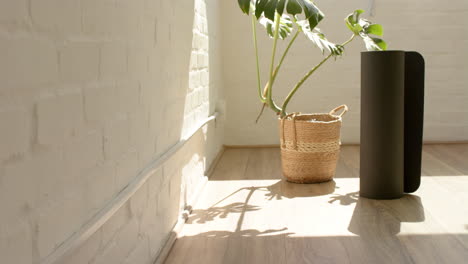 sunlight shining through window, casting shadows of a plant on a white wall