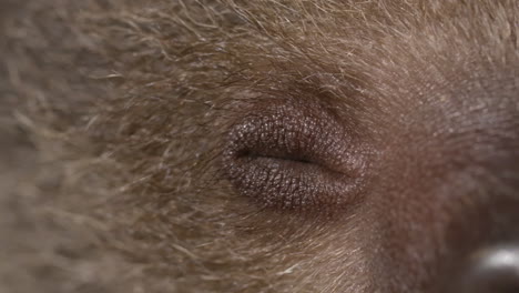 extreme close up of a sloth's eyeball baby animal