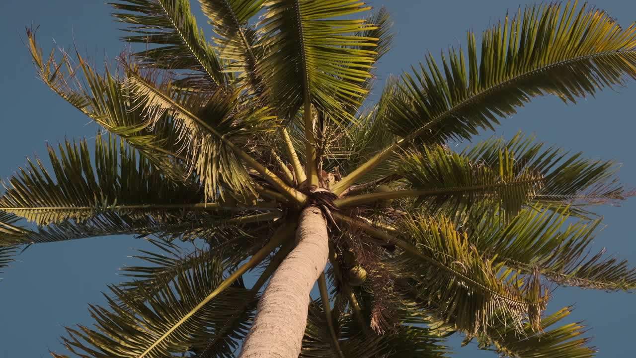 palmera bajo un cielo azul