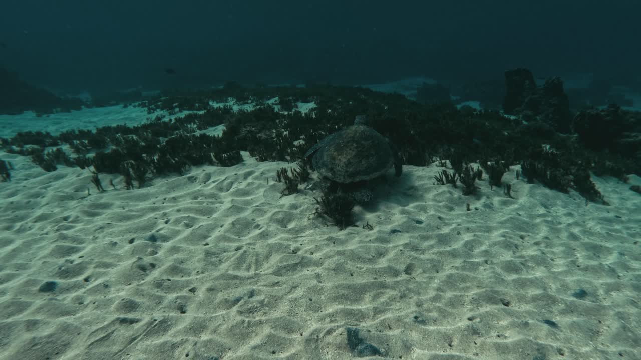 Turtle swim over seaweed white sand seabed underwater Norfolk Island, slow-motion