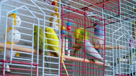 colorful yellow, green, blue and white budgies, pet birds, with playful toys in wire cage