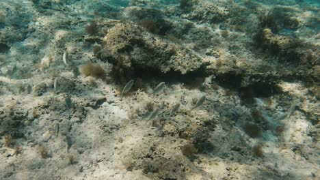 a school of fish swimming at the bottom of the mediterranean sea in cyprus