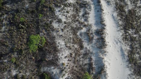 Low-flight-and-close-up-looking-directly-down-at-native-landscape-of-Florida-Coast-line