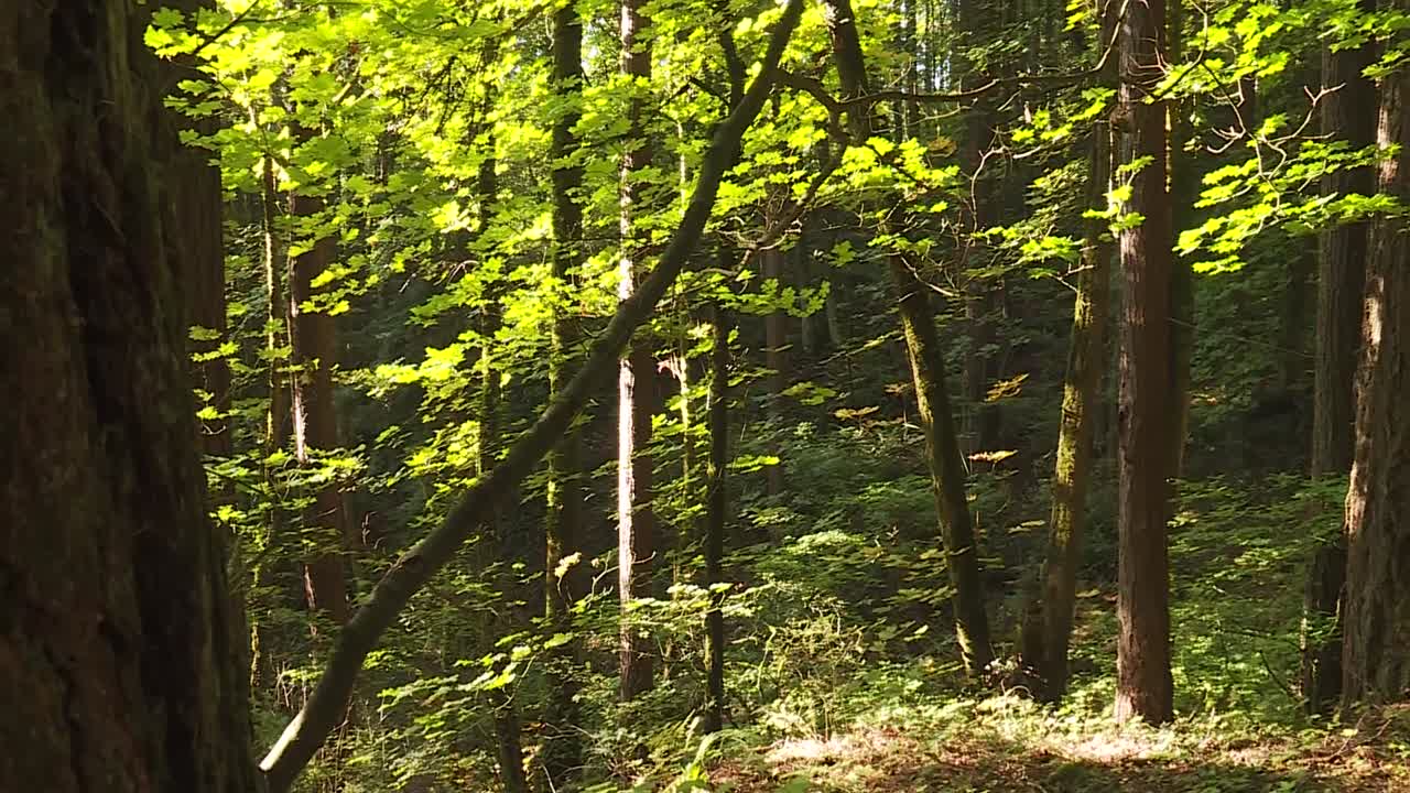 Panoramica di alberi in una foresta