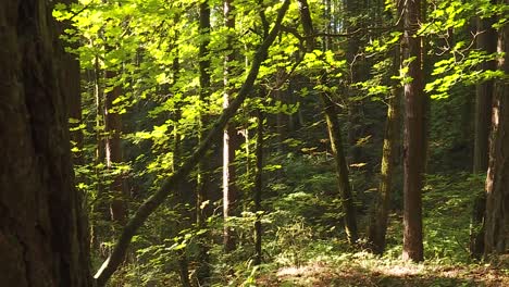 Toma-Panorámica-De-árboles-En-Un-Bosque