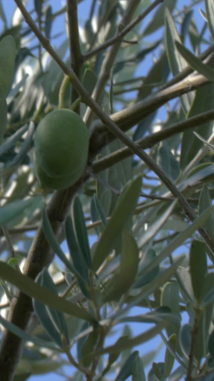 Close-up of an Olive Tree with Green Olives