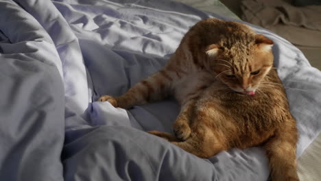 el gato se limpia en una cama.