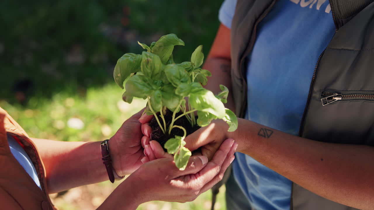 Hands holding a basil plant seedling