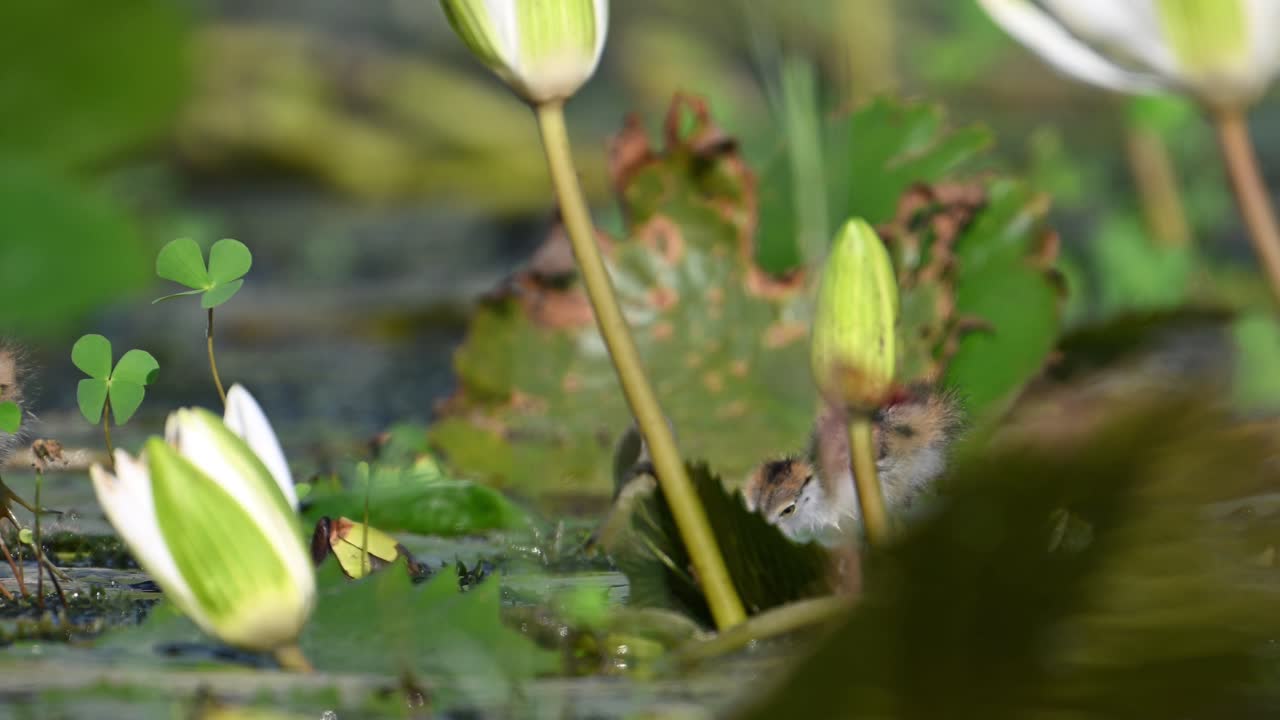 Chicks of Pheasant tailed Jacana Feeding on Floating leaf in Morning