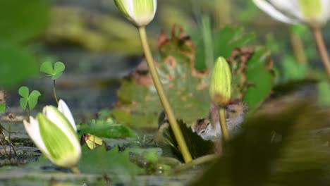 Polluelos-De-Jacana-De-Cola-De-Faisán-Alimentándose-De-Hojas-Flotantes-En-La-Mañana