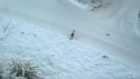 Luftaufnahme-Einer-Drohne-In-Lappland,-Finnland,-Nahe-Dem-Polarkreis-Im-Winter