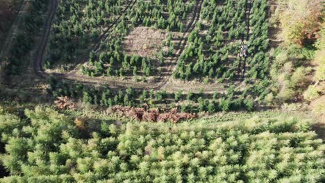 Aerial-View-of-Landscape-with-Pine-Wood,-Noble-Fir-and-Nordmann-Fir---Tilt-Shot